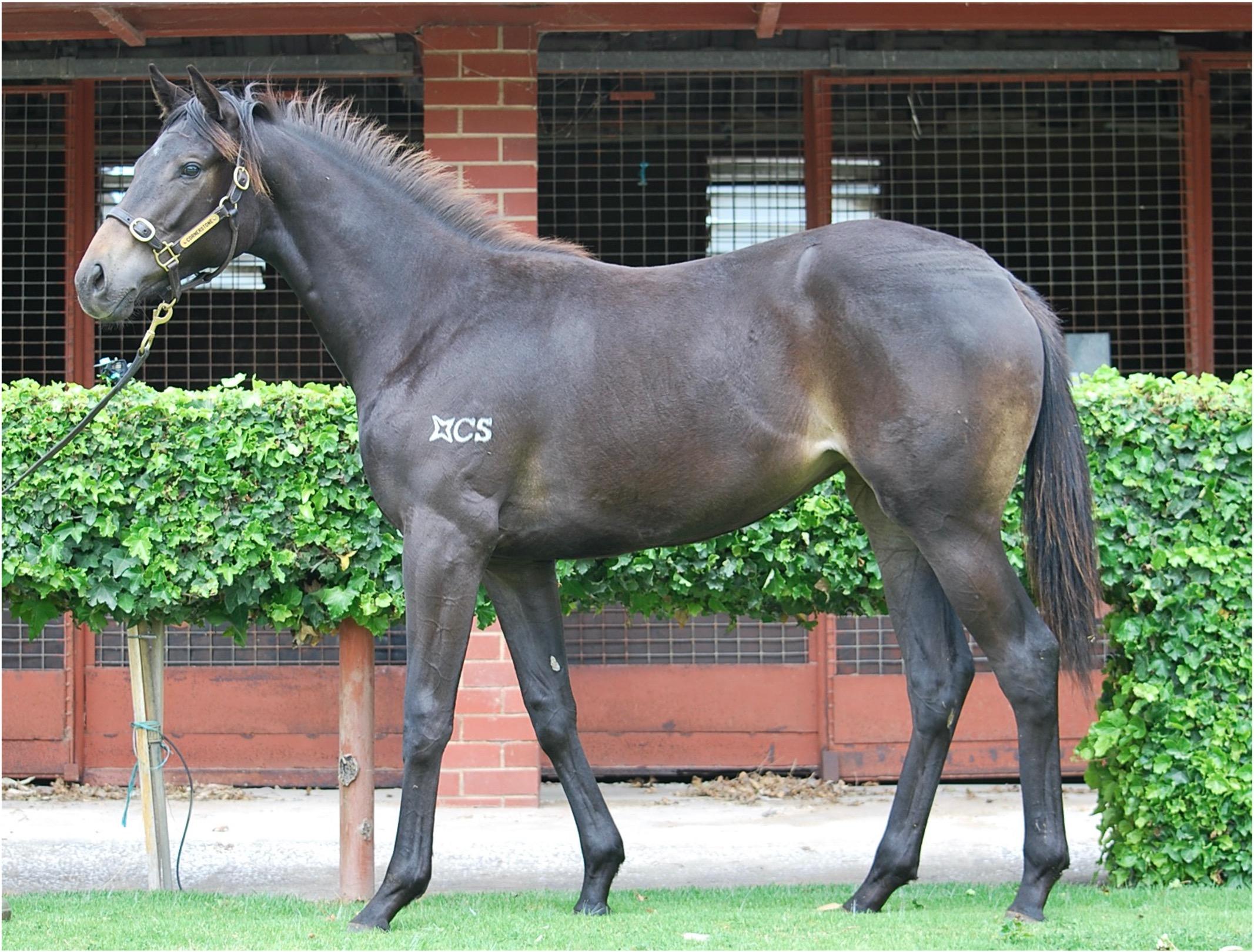 Divine Prophet filly as a yearling